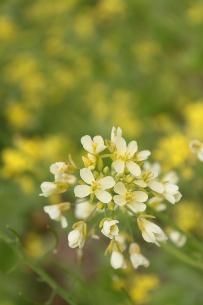 Uma flor de colza branca entre um campo de flores de colza amarelas