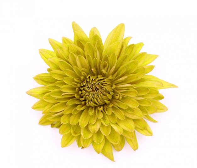 Uma flor de crisântemo amarelo isolada sobre o branco