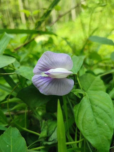 Uma flor de ervilha roxa está na grama e tem um centro branco.