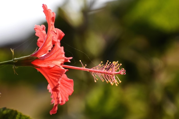 Uma flor de hibisco vermelha