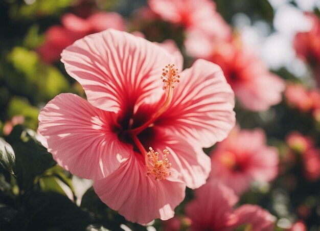 Uma flor de hibisco