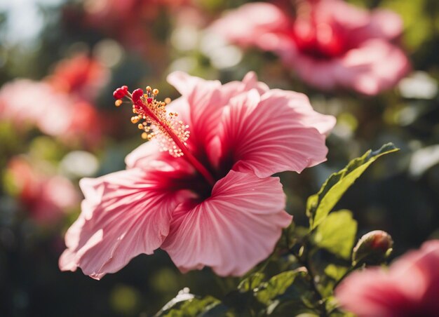 Uma flor de hibisco