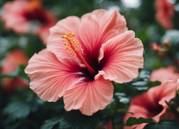 Uma flor de hibisco