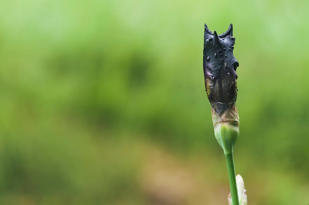 Uma flor de íris fechada com gotas de chuva