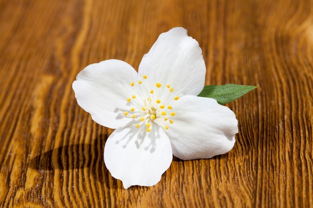 Uma flor de jasmim perfumada branca rasgada em uma mesa de madeira