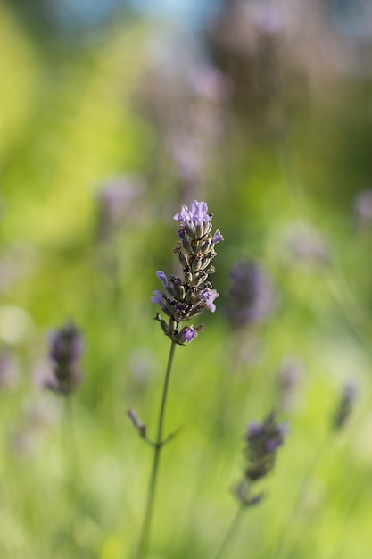 Uma flor de lavanda levemente roxa contra um fundo verde claro borrou o pano de fundo de um jardim verde