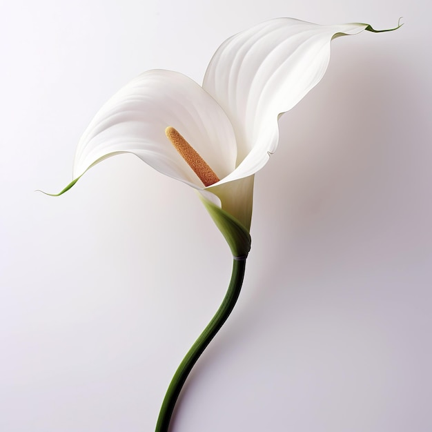 Uma flor de lírio calla em fundo branco