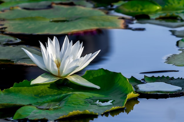 Uma flor de lótus branca bonita na lagoa.