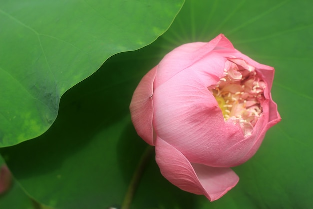 Uma flor de lótus rosa broto contra folhagem verde