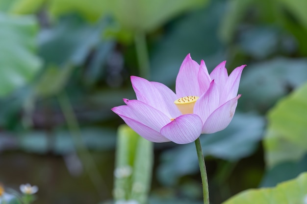 Uma flor de lótus rosa em um fundo de folha de lótus verde