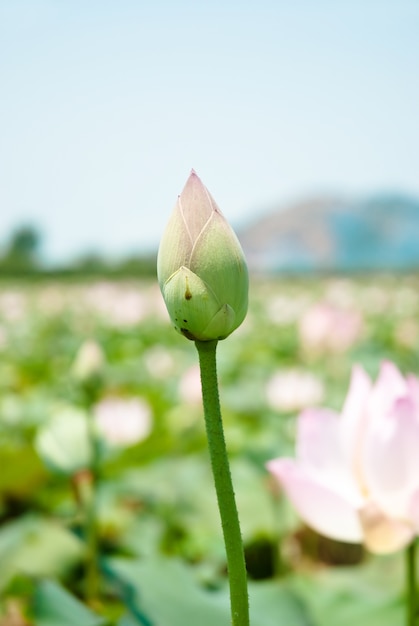 Uma flor de lótus rosa