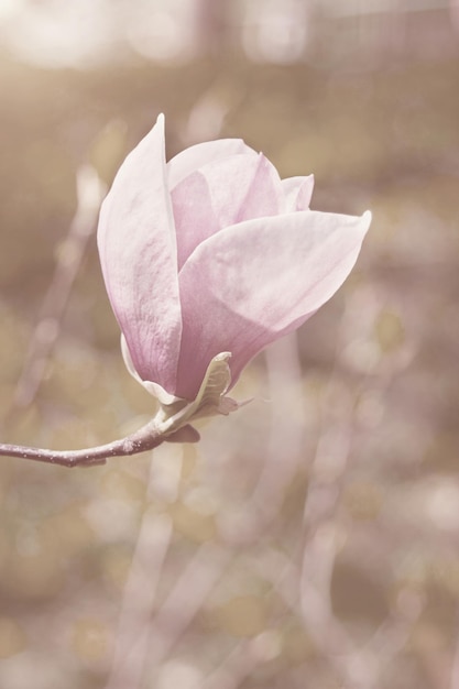 Uma flor de magnólia na primavera, tonificação vintage