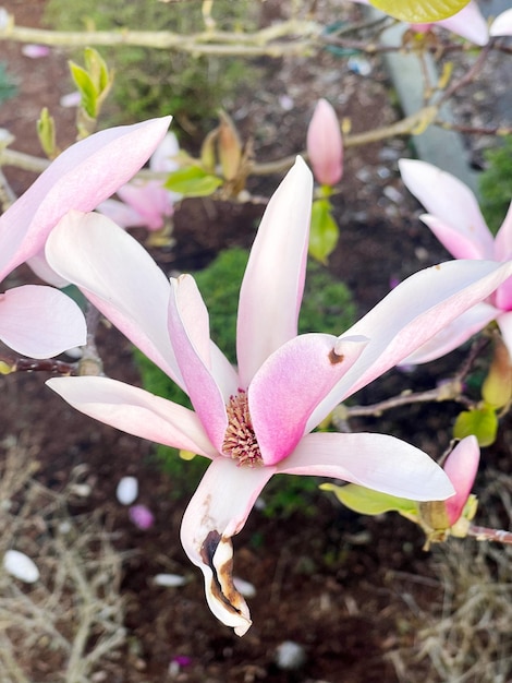 Uma flor de magnólia rosa e branca em flor