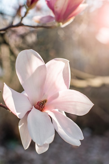 Uma flor de magnólia rosa floresce em um dia de primavera sob os raios do sol