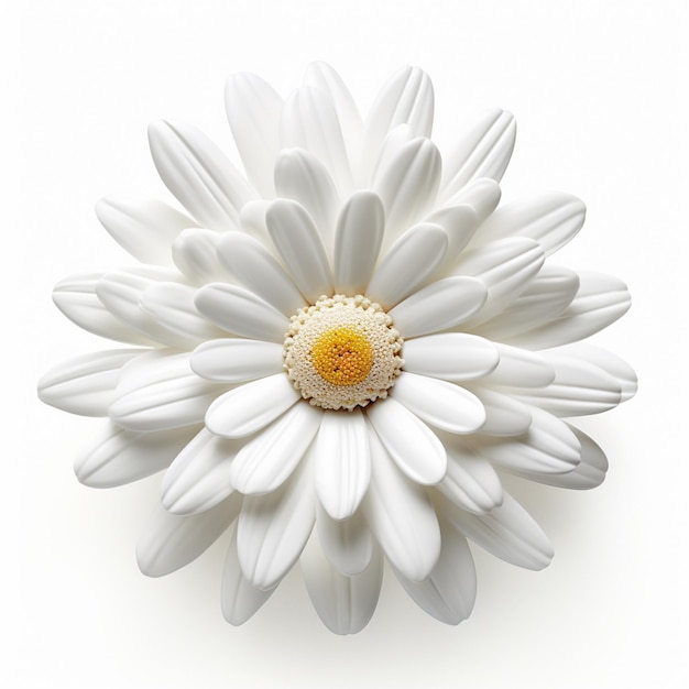 Uma flor de margarida branca isolada em fundo branco plana colocou o padrão floral de vista superior