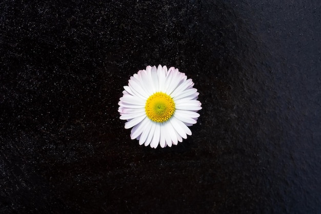 Uma flor de margarida branca isolada em fundo preto