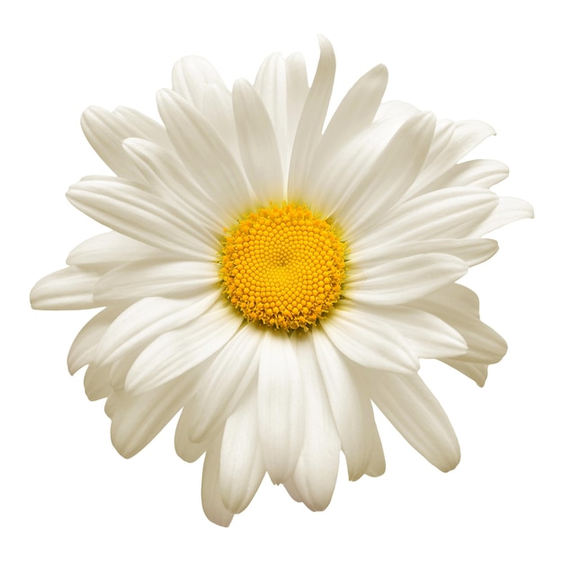 Uma flor de margarida branca isolada no fundo branco. Postura plana, vista superior. padrão floral, objeto