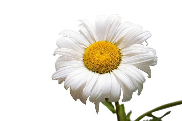 Uma flor de margarida branca isolada no fundo branco