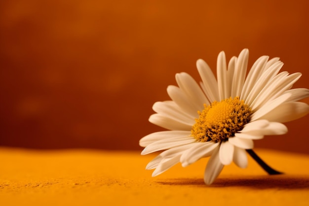 Uma flor de margarida em um fundo amarelo