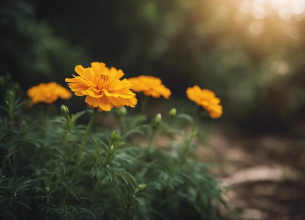 Foto uma flor de margarida fresca