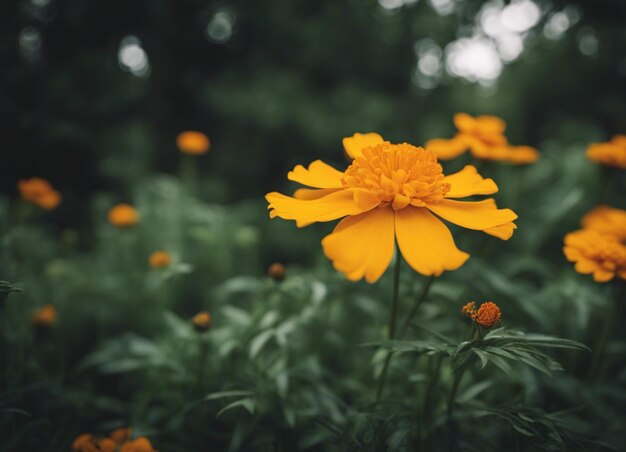 Foto uma flor de margarida fresca