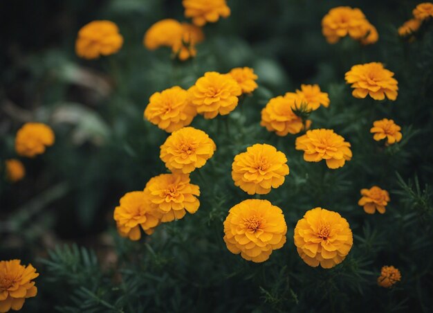 Foto uma flor de margarida fresca