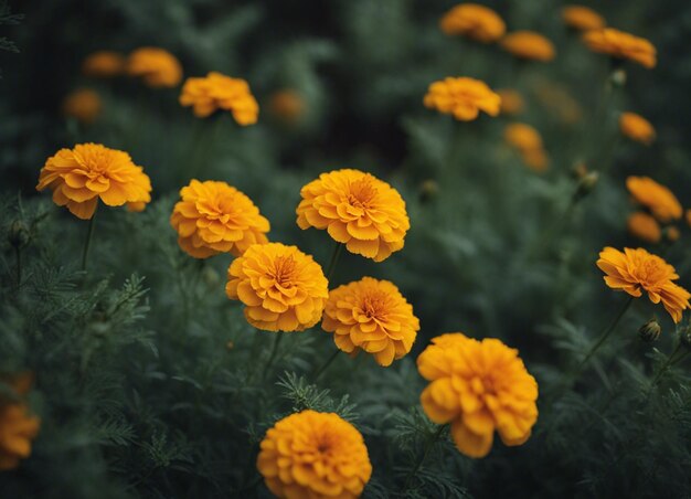 Foto uma flor de margarida fresca