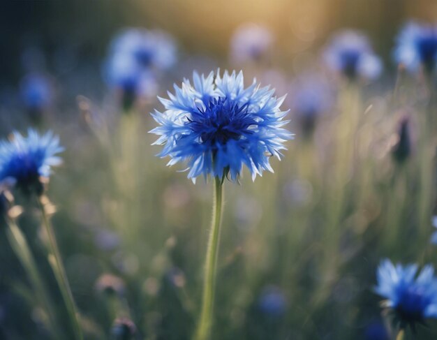 Foto uma flor de milho azul