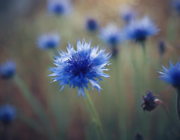 Foto uma flor de milho azul