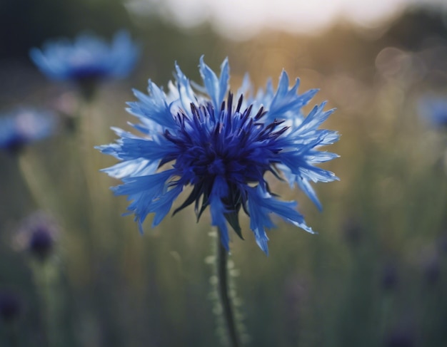 Uma flor de milho azul