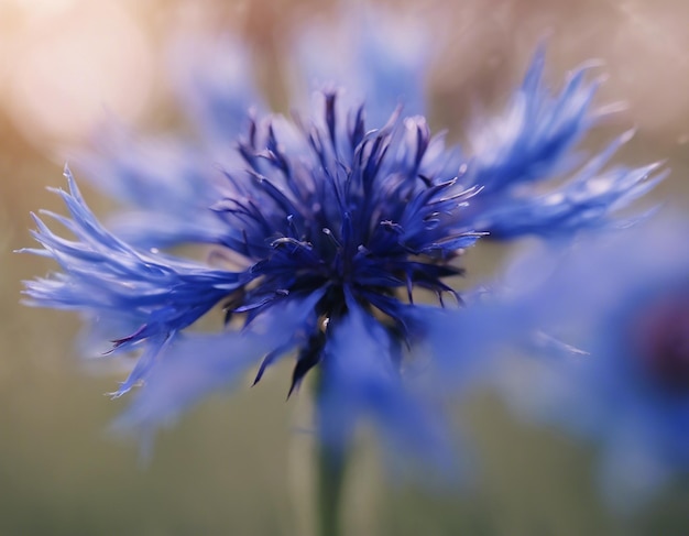 Uma flor de milho azul