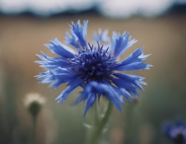 Foto uma flor de milho azul