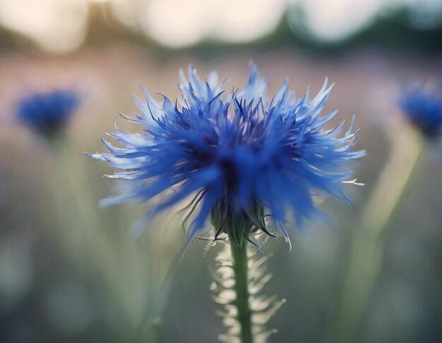 Uma flor de milho azul