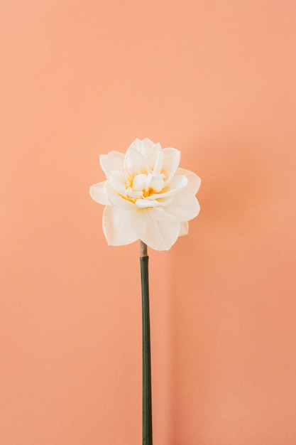 Uma flor de Narciso em fundo de pêssego coral. Postura plana.