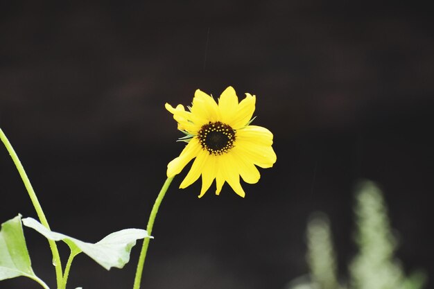 Uma flor de olhos pretos Susan daises Rudbeckia