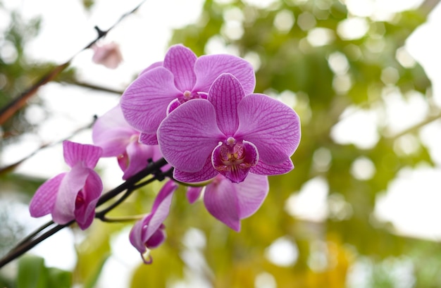 Uma flor de orquídea roxa de perto