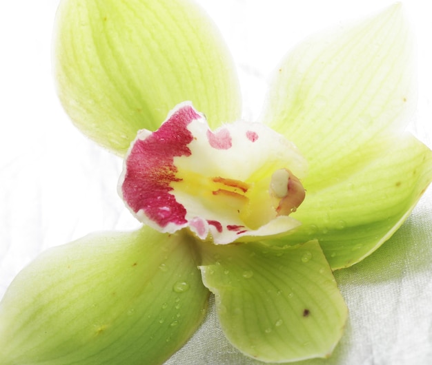 Uma flor de orquídea verde isolada