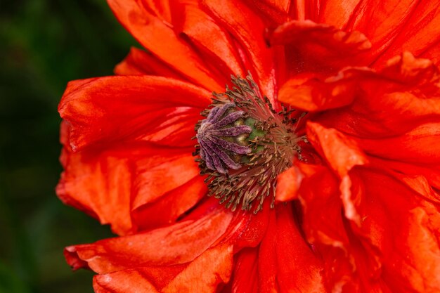 Uma flor de papoula vermelha de perto