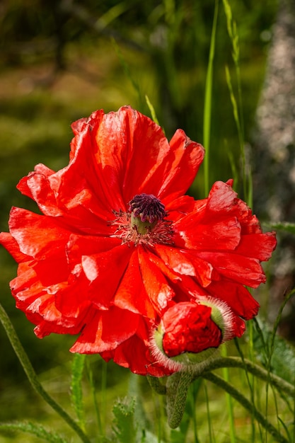 Uma flor de papoula vermelha desabrochando com um caule verde em um jardim