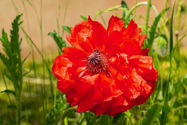 Uma flor de papoula vermelha em um campo