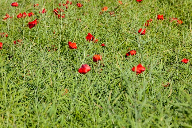 Uma flor de papoula vermelha na primavera uma bela flor de papoula vermelha no campo na primavera durante a floração