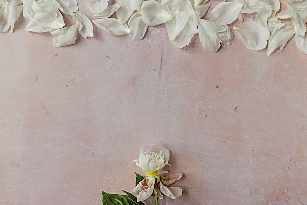 Uma flor de peônia branca murcha com folhas verdes e pétalas caindo como uma gota de chuva no concreto rosa envelhecido