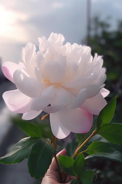 Uma flor de peônia branca no jardim.