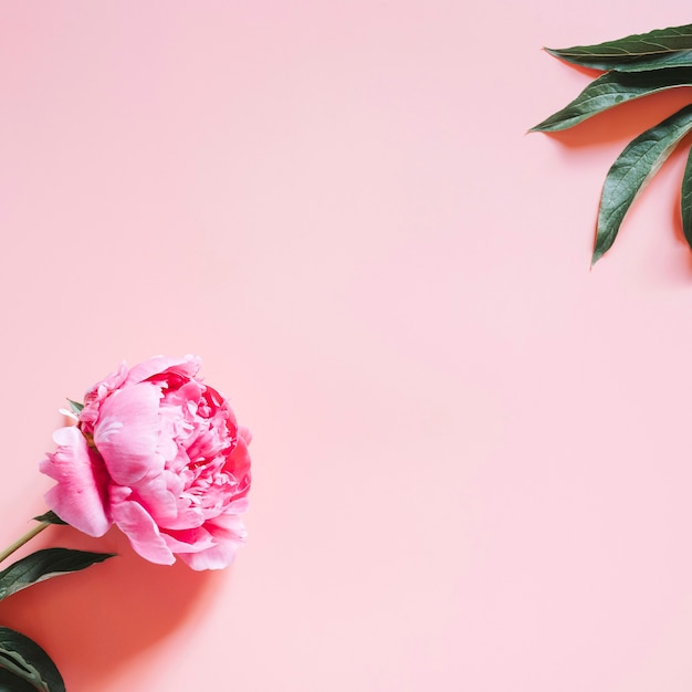 Uma flor de peônia em plena floração vibrante cor-de-rosa isolada no fundo rosa pálido. disposição plana, vista superior, espaço para texto. quadrado