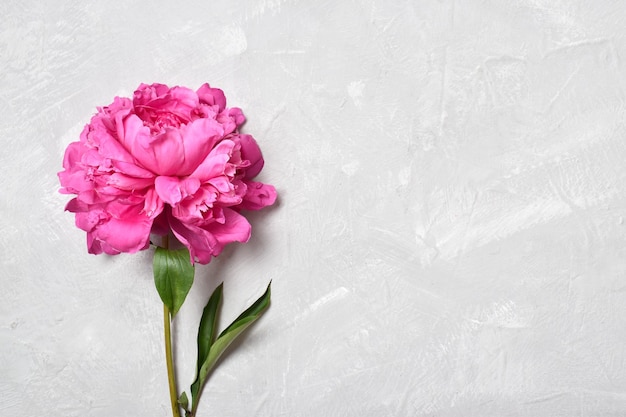 Uma flor de peônia rosa encontra-se em um minimalismo de fundo cinza Espaço para copiar a vista superior da posição plana