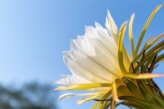 Uma flor de pitaya com pétalas brancas e estames amarelos em plena floração  | Foto Premium