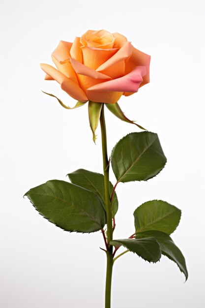 Foto uma flor de rosa em branco isolada em um fundo branco