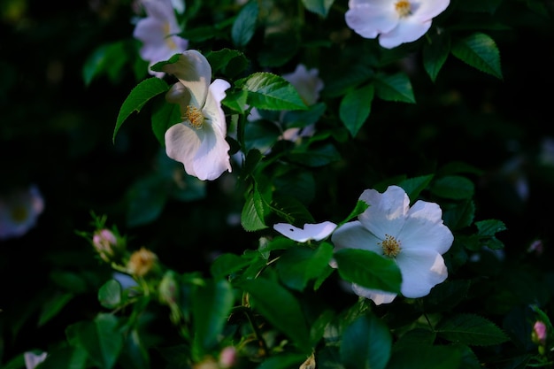 Uma flor de rosa mosqueta com pétalas brancas planta medicinal