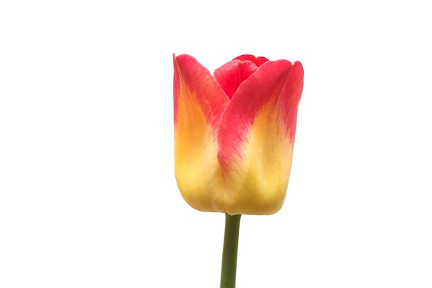 Uma flor de tulipa amarelo-vermelho isolada no fundo branco. Natureza morta, casamento. Postura plana, vista superior