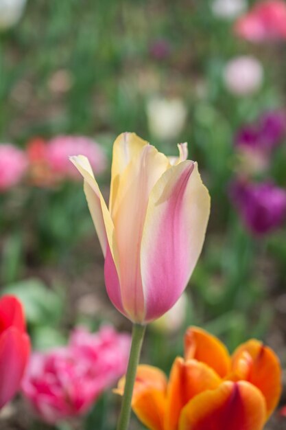 Uma flor de tulipa colorida e notável floresce no jardim de primavera